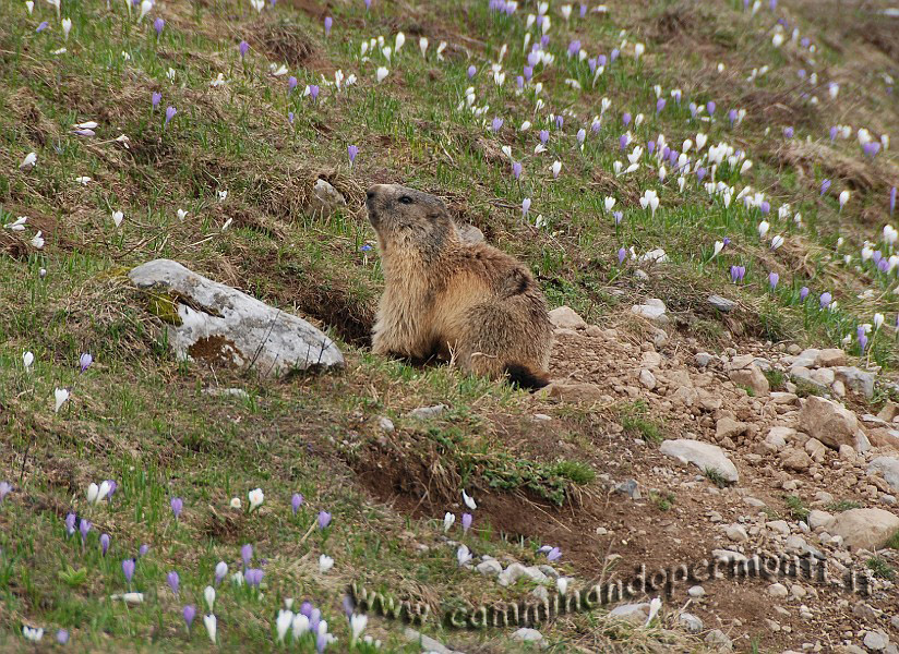 09 03824 Marmotta.jpg